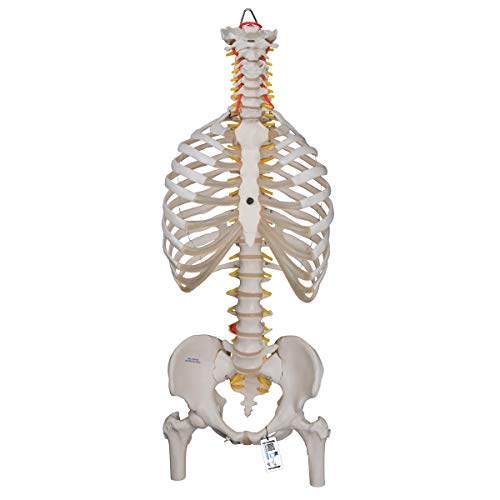 3B Scientific A56/2 Classic Flexible Spine w/ Ribs and Femur Heads - 3B Smart Anatomy