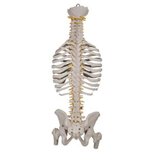 3B Scientific A56/2 Classic Flexible Spine w/ Ribs and Femur Heads - 3B Smart Anatomy