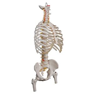 3B Scientific A56/2 Classic Flexible Spine w/ Ribs and Femur Heads - 3B Smart Anatomy