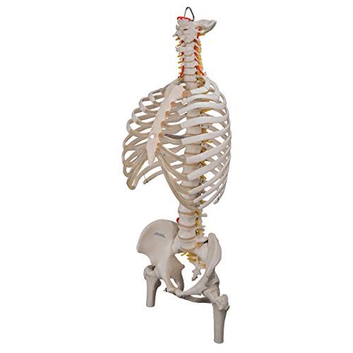 3B Scientific A56/2 Classic Flexible Spine w/ Ribs and Femur Heads - 3B Smart Anatomy