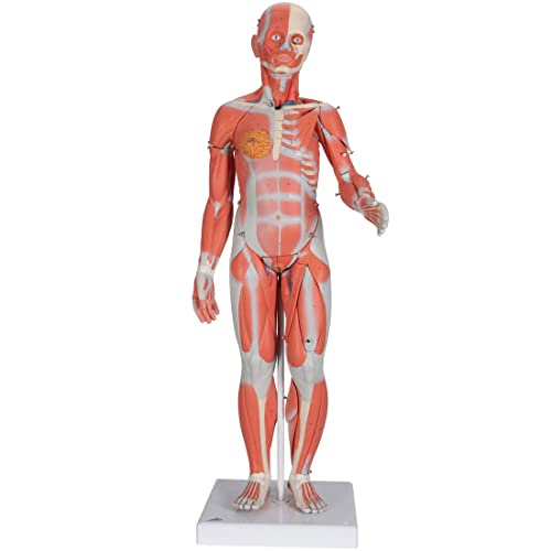 3B Scientific B55 Complete Dual Muscle Figure w/internal organs 1/2 life-siz - 3B Smart Anatomy