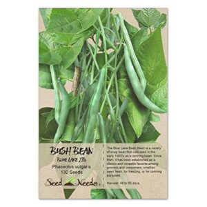 Seed Needs, Heirloom 130+ Blue Lake 274 Bush Bean Seeds (Phaseolus vulgaris) Large Easy to Grow Fresh Vegetable Green Beans, Great Tasting Fresh or Cooked - Bean Seeds for Planting - Bulk