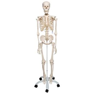 3b scientific a10 stan the standard skeleton w/ pelvic mounted roller stand - 3b smart anatomy