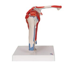 3B Scientific A880 Shoulder joint .w rotator cuff - 3B Smart Anatomy