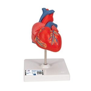 3b scientific g08 classic student-size heart 2-part - 3b smart anatomy