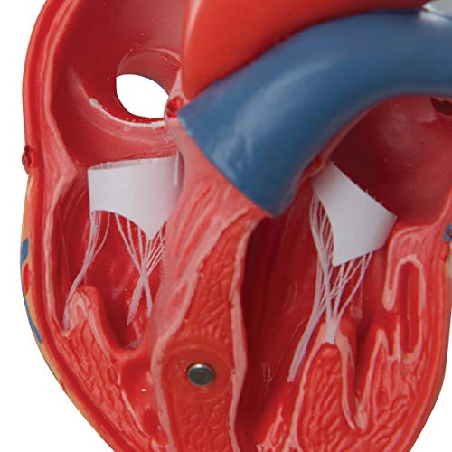 3B Scientific G08 Classic Student-Size Heart 2-part - 3B Smart Anatomy