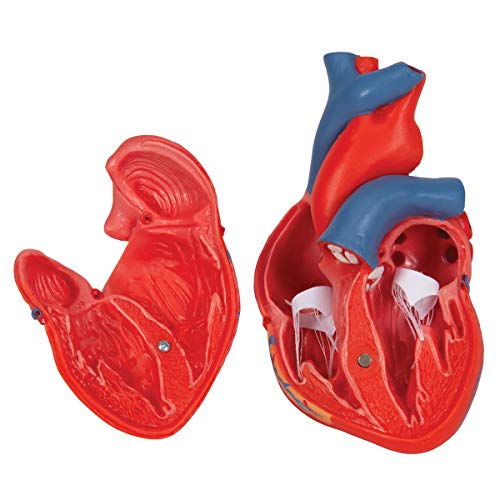 3B Scientific G08 Classic Student-Size Heart 2-part - 3B Smart Anatomy