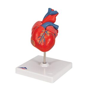 3B Scientific G08 Classic Student-Size Heart 2-part - 3B Smart Anatomy