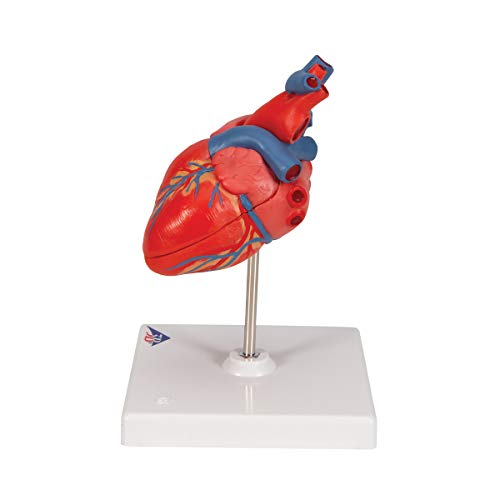 3B Scientific G08 Classic Student-Size Heart 2-part - 3B Smart Anatomy