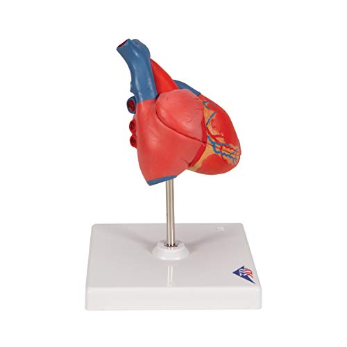 3B Scientific G08 Classic Student-Size Heart 2-part - 3B Smart Anatomy