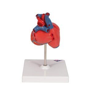 3B Scientific G08 Classic Student-Size Heart 2-part - 3B Smart Anatomy