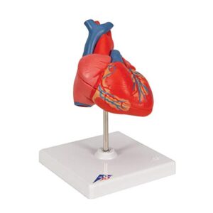 3B Scientific G08 Classic Student-Size Heart 2-part - 3B Smart Anatomy