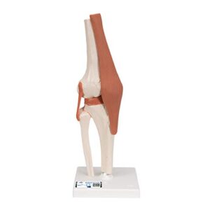 3b scientific a82 functional knee joint - 3b smart anatomy