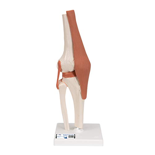 3B Scientific A82 Functional Knee Joint - 3B Smart Anatomy