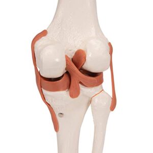 3B Scientific A82 Functional Knee Joint - 3B Smart Anatomy