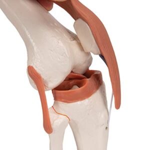 3B Scientific A82 Functional Knee Joint - 3B Smart Anatomy