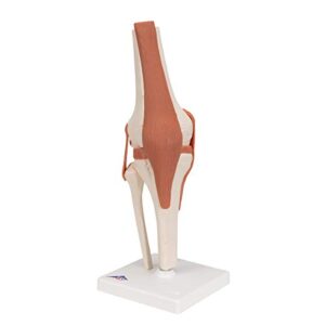 3B Scientific A82 Functional Knee Joint - 3B Smart Anatomy