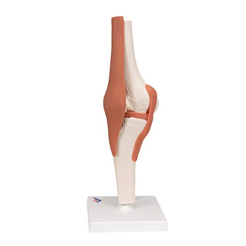 3B Scientific A82 Functional Knee Joint - 3B Smart Anatomy