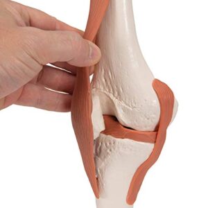 3B Scientific A82 Functional Knee Joint - 3B Smart Anatomy