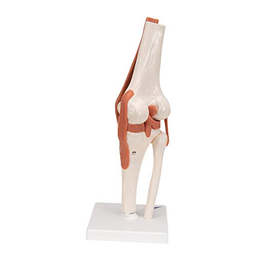 3B Scientific A82 Functional Knee Joint - 3B Smart Anatomy