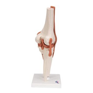 3B Scientific A82 Functional Knee Joint - 3B Smart Anatomy