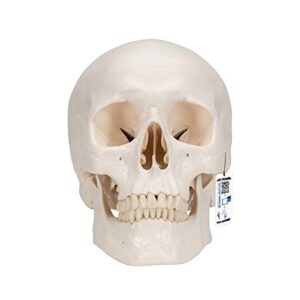 3b scientific a20 classic skull 3-part - 3b smart anatomy