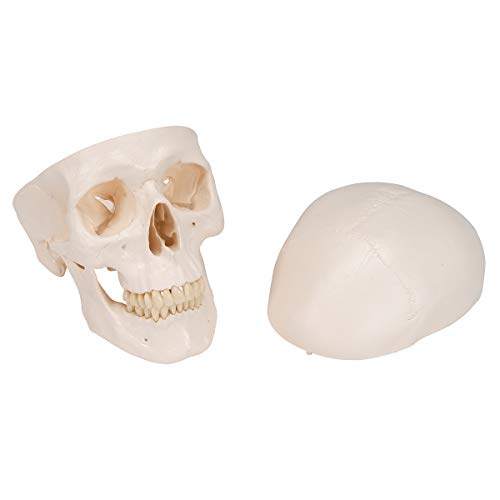 3B Scientific A20 Classic Skull 3-part - 3B Smart Anatomy
