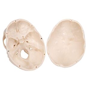 3B Scientific A20 Classic Skull 3-part - 3B Smart Anatomy