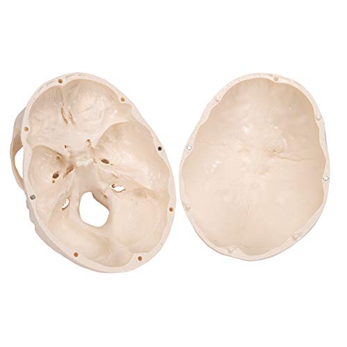 3B Scientific A20 Classic Skull 3-part - 3B Smart Anatomy