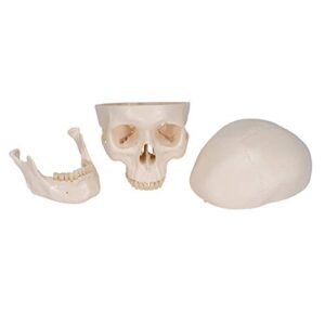 3B Scientific A20 Classic Skull 3-part - 3B Smart Anatomy