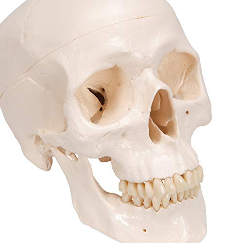 3B Scientific A20 Classic Skull 3-part - 3B Smart Anatomy