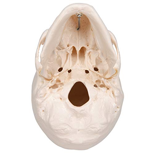 3B Scientific A20 Classic Skull 3-part - 3B Smart Anatomy