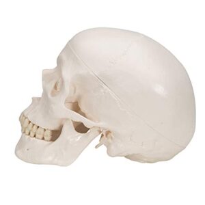 3B Scientific A20 Classic Skull 3-part - 3B Smart Anatomy