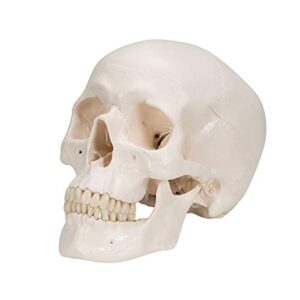 3B Scientific A20 Classic Skull 3-part - 3B Smart Anatomy