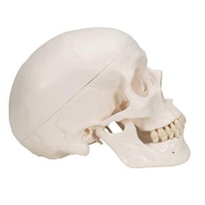 3B Scientific A20 Classic Skull 3-part - 3B Smart Anatomy