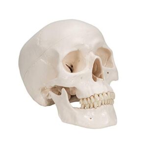 3B Scientific A20 Classic Skull 3-part - 3B Smart Anatomy