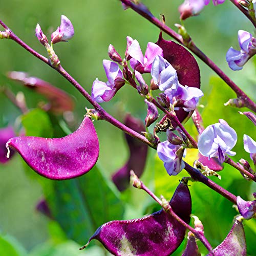 Outsidepride Dolichos Lablab Purple Hyacinth Bean Red Leaved Plant Climbing Vine Seed - 100 Seeds