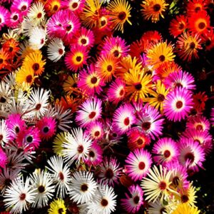 outsidepride livingstone daisy dorotheanthus ice plant ground cover plant & drought, heat tolerant flower mix - 5000 seeds