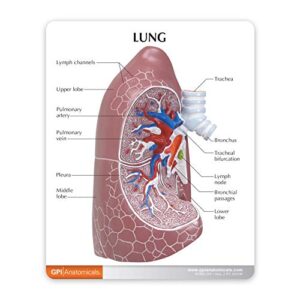 GPI Anatomicals - Lung Model | Human Body Anatomy Replica of Normal Lung for Doctors Office Educational Tool