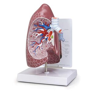 gpi anatomicals - lung model | human body anatomy replica of normal lung for doctors office educational tool