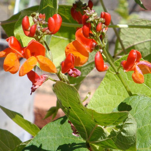 Seed Needs, 65+ Scarlet Emperor Runner Bean Seeds (Phaseolus vulgaris) Easy to Grow Large Pole Beans - Bulk Non GMO