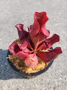 carnivorous purple pitcher plant (sarracenia purpurea venosa) 3.75 inch pot