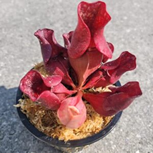 Carnivorous Purple Pitcher Plant (Sarracenia Purpurea Venosa) 3.75 inch pot