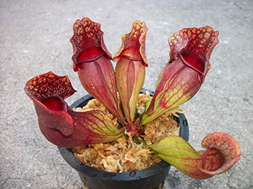 Carnivorous Purple Pitcher Plant (Sarracenia Purpurea Venosa) 3.75 inch pot