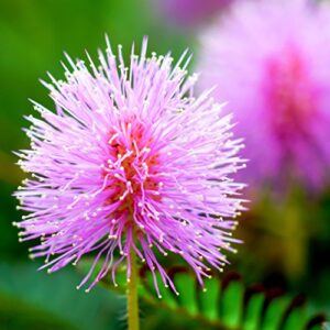 outsidepride mimosa pudica sensitive plant garden flower plants - 1000 seeds