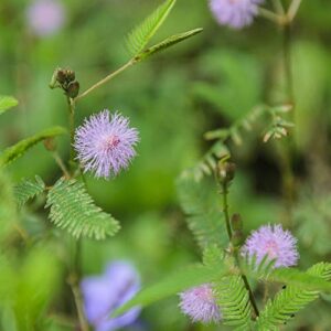 Outsidepride Mimosa Pudica Sensitive Plant Garden Flower Plants - 1000 Seeds