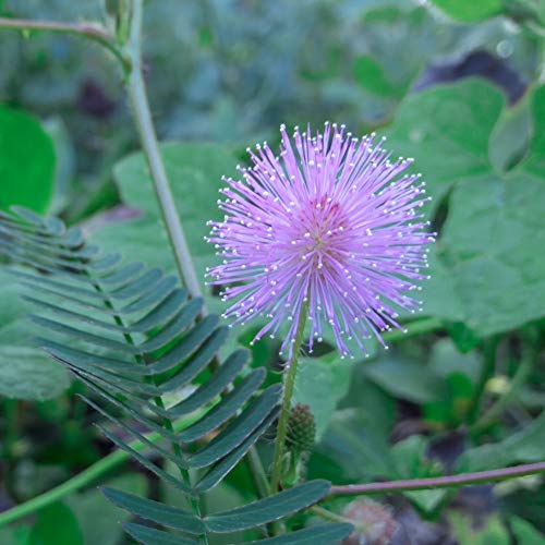 Outsidepride Mimosa Pudica Sensitive Plant Garden Flower Plants - 1000 Seeds