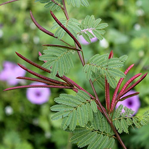 Outsidepride Mimosa Pudica Sensitive Plant Garden Flower Plants - 1000 Seeds