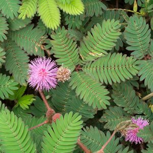 Outsidepride Mimosa Pudica Sensitive Plant Garden Flower Plants - 1000 Seeds