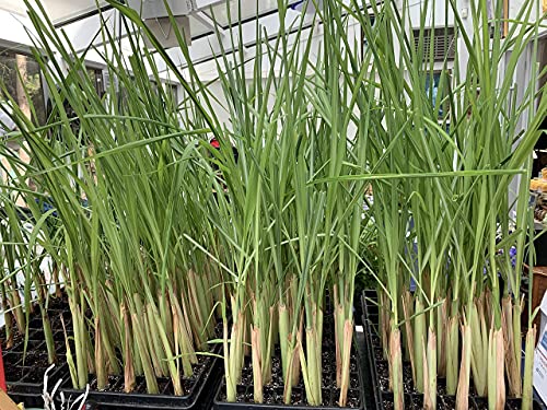 Lemongrass Rootstalk (Cymbopogon Citratus) 2 Live Plants